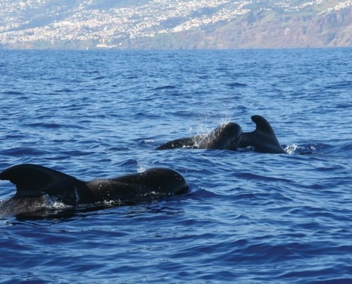 Cétacés en pleine mer