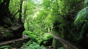 Randonnée du Pico Ruivo sur l'île de Madère