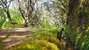 Randonnée dans la Levada Ribeiro Frio sur l'île de Madère